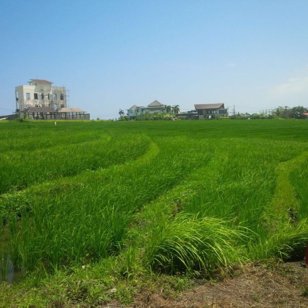 Tanah Cocok Untuk Villa View Sawah Di Cemagi Mengwi