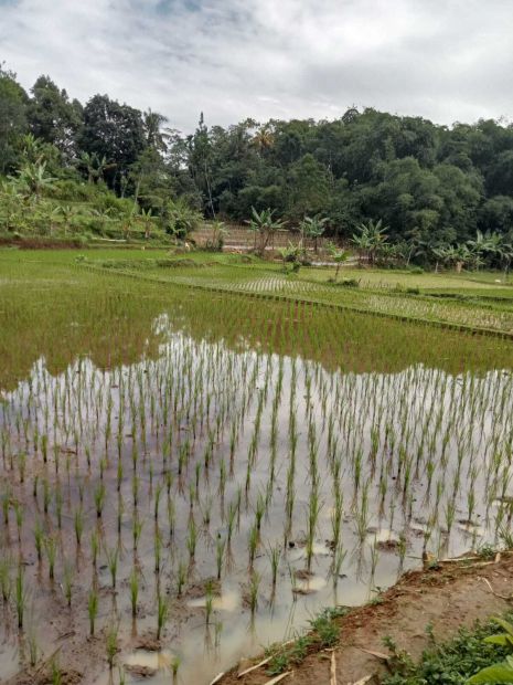 Di Jual Lahan Tanah Sawah Di Parakan Salak