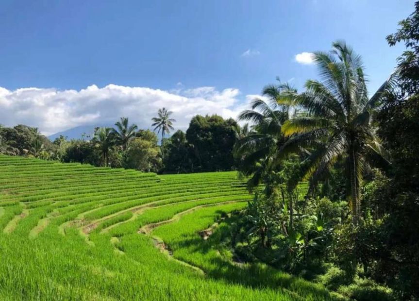 Tanah Kebun View Sawah Murah Di Bali