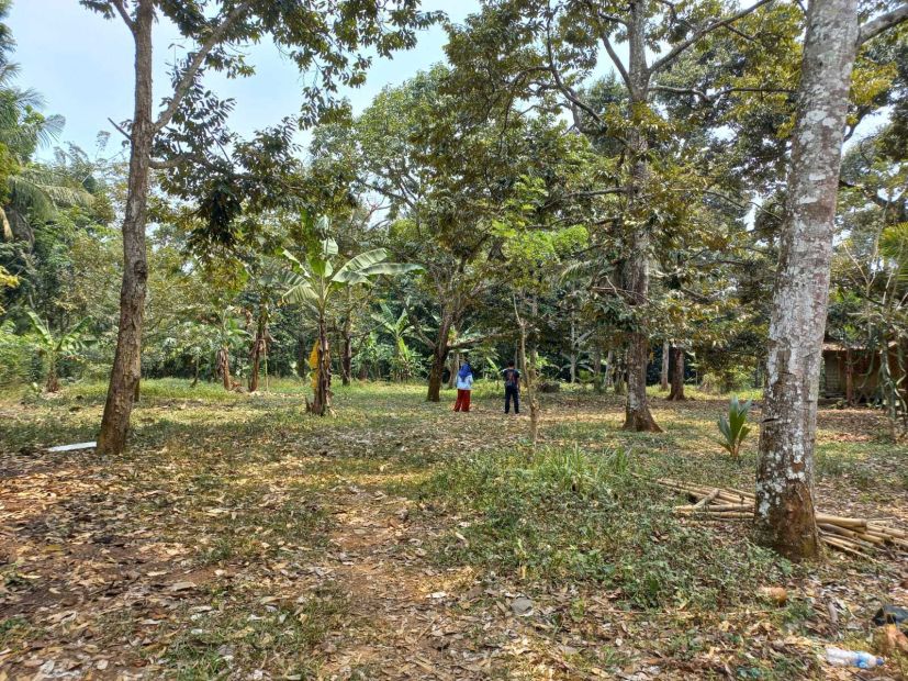 Tanah Kebun Durian Unggulan Pinggir Jalan Masuk Mobil Shm Rb Ha