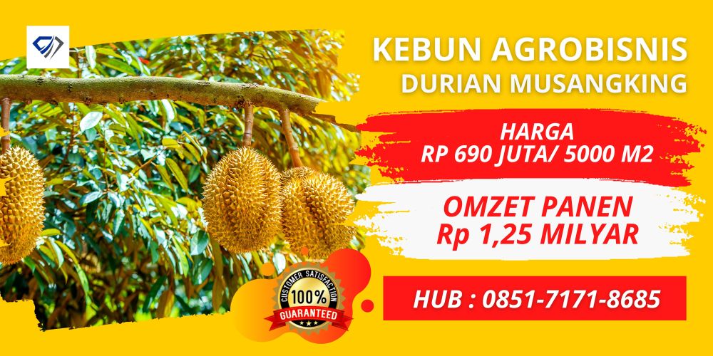 Jual Kebun Durian Musang King