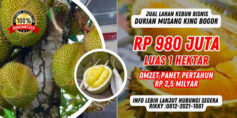 Kebun Produktif Durian Musang King Di Bogor