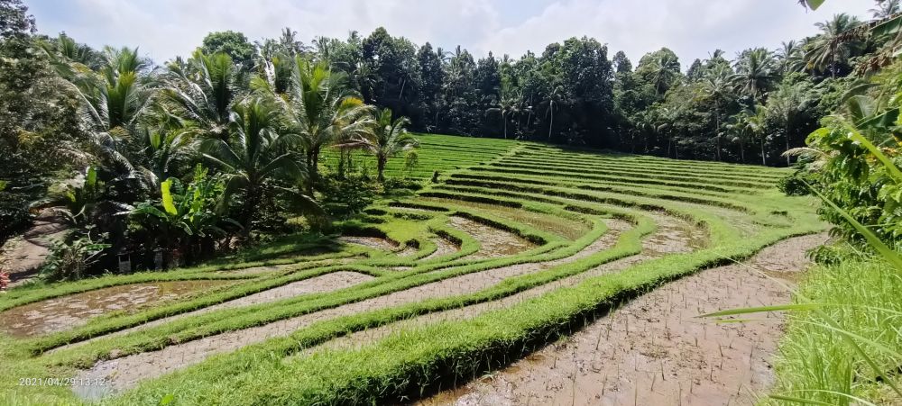 Dijual Tanah Sawah Terasering Dan Kebun Kopi Di Tabanan Bali