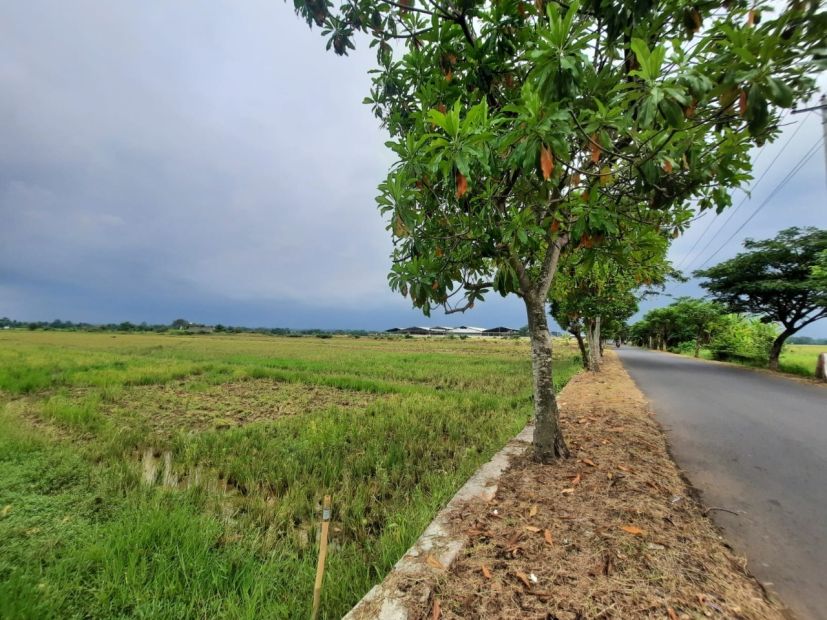 Sebidang Tanah Pekarangan, Startegis Untuk Apa Saja, SHM