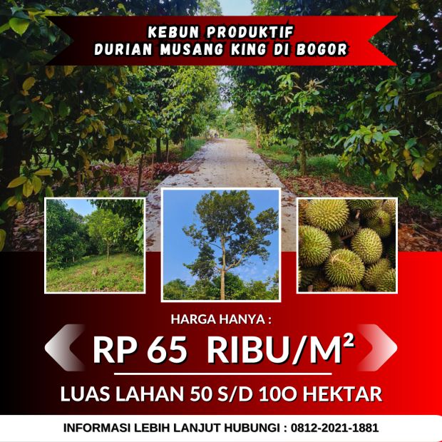 Jual Kebun Durian Musang King Di Bogor