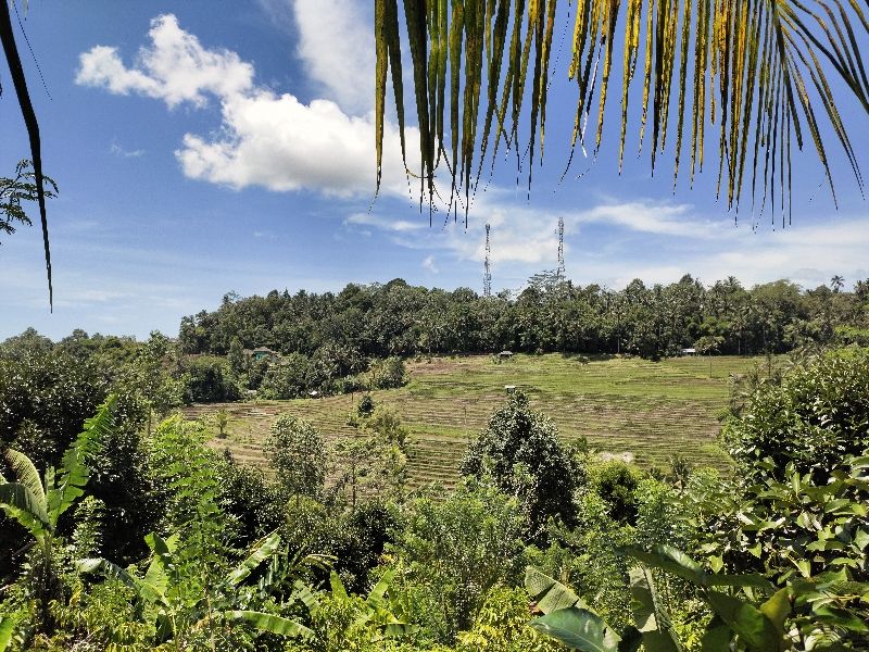 Tanah Kebun View Sawah Gunung Dan Los Sungai Di Bali