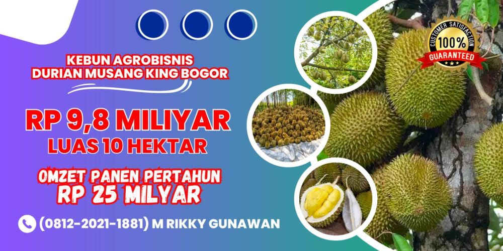 Jual Kebun Durian Produktif Musang King Di Bogor