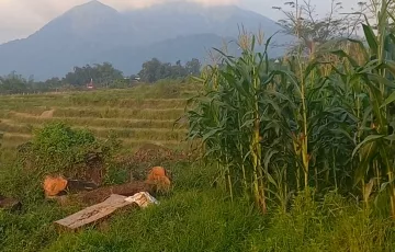 Tanah Dijual di Pacet, Mojokerto, Jawa Timur