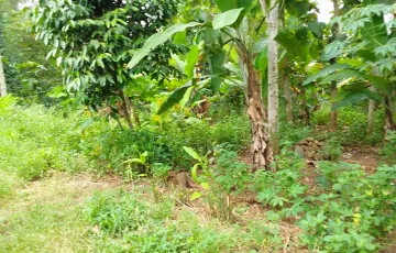 Tanah Dijual di Kedondong, Pesawaran, Lampung