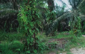 Tanah Dijual di Rumbai Pesisir, Pekanbaru, Riau