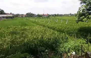 Tanah Dijual di Banguntapan, Bantul, Yogyakarta