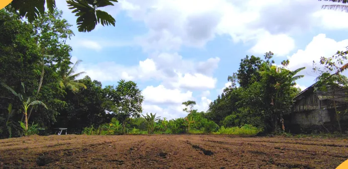 tanah kebun untuk disewa