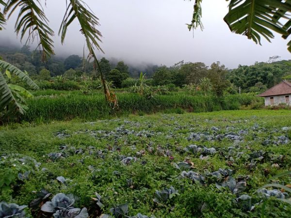 Dijual sebidang tanah perkebunan kawasan Bedugul danau buyan . Buleleng