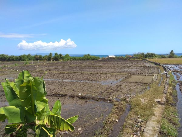 Disewakan tanah 50 are los pantai Lebih Gianyar Bali