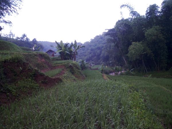 Tanah Dijual Gondang Wetan Pasuruan
