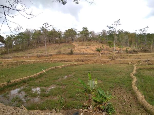 Jual Tanah Kebun Di Pandaan