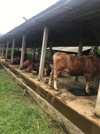 Usaha Perternakan Sapi Dan Perkebunan, Cipeteuy, SUKABUMI