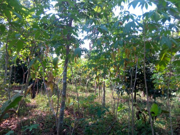 Jual Murah Kebun Manggis Luas Tanah 1427 m2 di Daerah Wanayasa Purwakarta