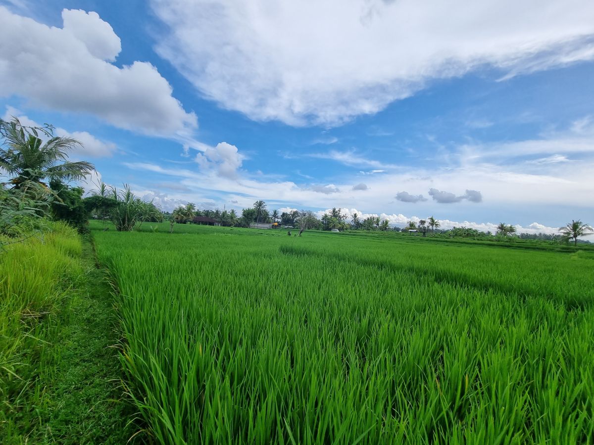 PERFECT PLOT WITH GREENBELT VIEW FOR SALE NEAR CANGGU