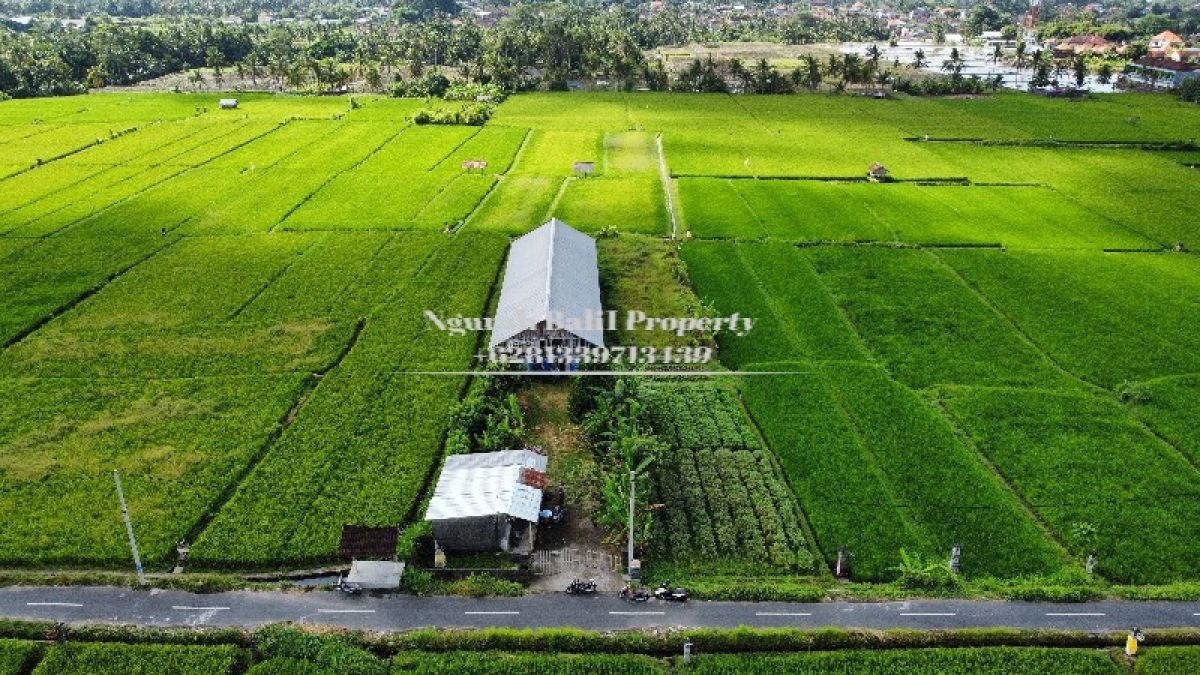 Land For Sale Murah Luas 900 m2 Lingkungan Villa di Ubud Bali