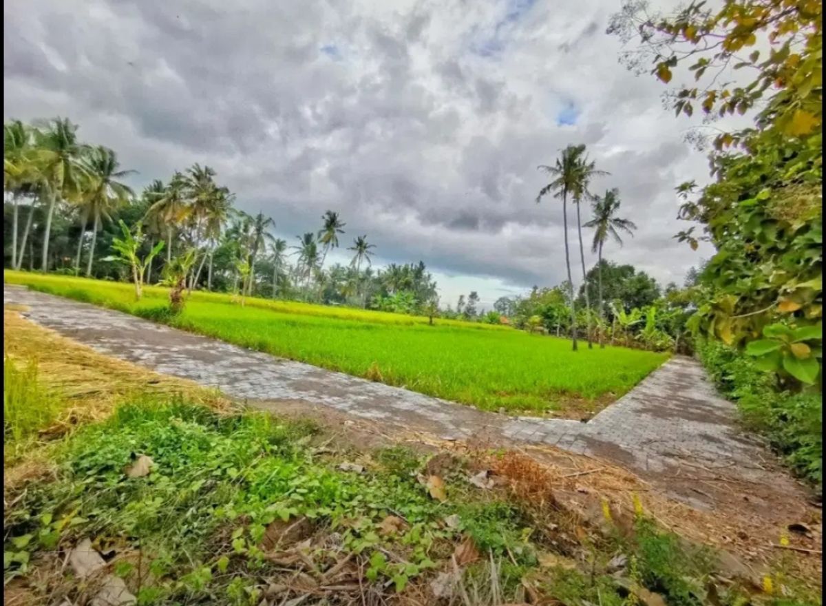 Tanah view Sawah Hook lokasi Jalan Silungan Lodtunduh Ubud