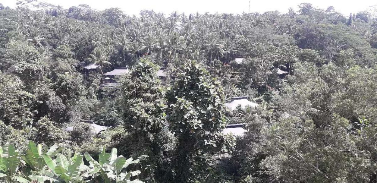 Dijual Tanah View jungle di Ubud Tegallalang