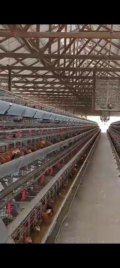 Peternakan ayam petelur siap produksi