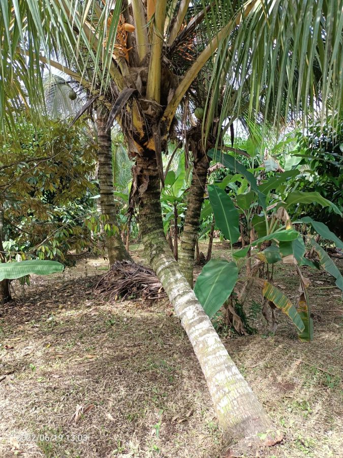 Kebun durian dan manggis siap panen dekat villa di Tabanan Bali