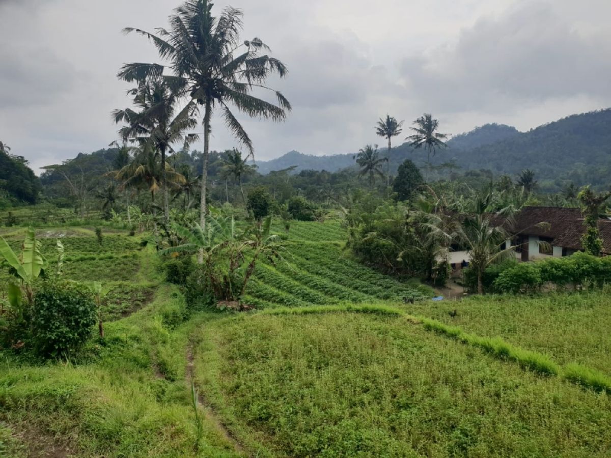 Land for sale in sideman beautiful view rice fields and moutain