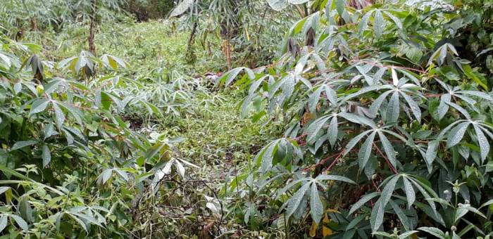 Tanah Dijual Di Sario Utara Kota Manado Lamudi