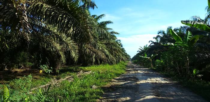 Tanah Dijual Di Rokan Hilir Lamudi