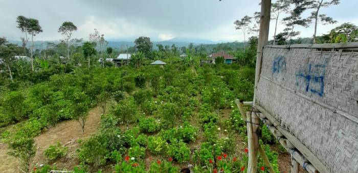 Di Jual Cepat Sebidang Tanah Kebun Di Kawasan Sukasada Buleleng Bali