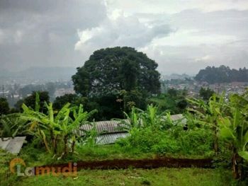 Tanah Kavling Murah Dijual di Lembang
